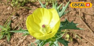 डॉक्टर नहीं, सत्यानाशी लड़ेगा आपकी लड़ाई… जोड़ों का दर्द, वायरल बुखार और त्वचा रोग से पाएं राहत, ऐसे करें इस्तेमाल!