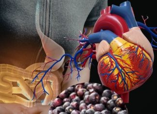 Phalsa Health Benefits: गर्मी में फालसा खाने के फायदे