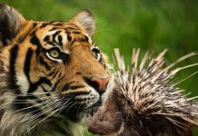 पीलीभीत के जंगलों में मिली 1000 से ज्यादा साही, कैमरों में कैद हुई दुर्लभ तस्वीरें – Bharat.one हिंदी