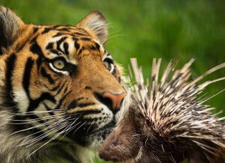 पीलीभीत के जंगलों में मिली 1000 से ज्यादा साही, कैमरों में कैद हुई दुर्लभ तस्वीरें – Bharat.one हिंदी