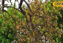 औषधि से भरपूर महुआ, हड्डियों की मजबूती और शरीर की ताकत के लिए है वरदान