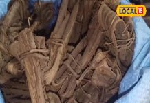 दांतों और मसूड़ों के लिए रामबाण है अखरोट की छाल, दूर होगी मुंह की बदबू और पाचन भी होगा मजबूत – Bharat.one हिंदी