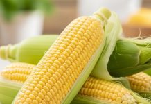सिर्फ स्वाद नहीं, सेहत का खजाना है स्वीट कॉर्न, फायदे जानकर आज ही करेंगे शामिल