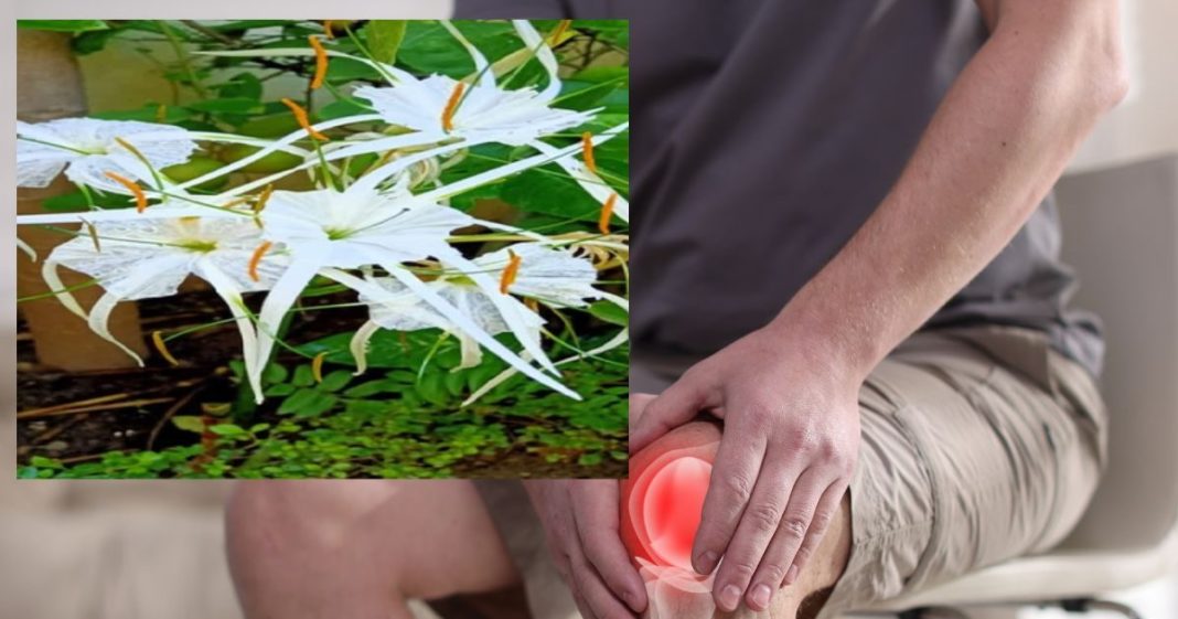 तने से पंखुड़ियों तक, औषधीय गुणों से भरपूर ये फूल, गठिया-बुखार में तुरंत पहुंचाता है राहत