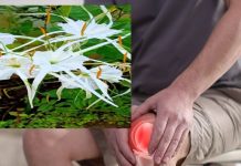 तने से पंखुड़ियों तक, औषधीय गुणों से भरपूर ये फूल, गठिया-बुखार में तुरंत पहुंचाता है राहत