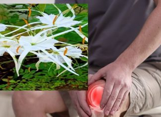 तने से पंखुड़ियों तक, औषधीय गुणों से भरपूर ये फूल, गठिया-बुखार में तुरंत पहुंचाता है राहत