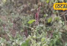 पायरिया और दांत दर्द होगा छूमंतर! रामबाण इलाज चिरचिटा का पौधा, जानें दातुन का चमत्कार