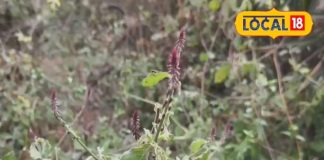 पायरिया और दांत दर्द होगा छूमंतर! रामबाण इलाज चिरचिटा का पौधा, जानें दातुन का चमत्कार