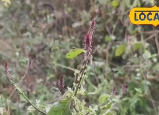 पायरिया और दांत दर्द होगा छूमंतर! रामबाण इलाज चिरचिटा का पौधा, जानें दातुन का चमत्कार