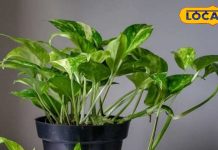 होली से पहले घर के दरवाजे पर लगा दे ये 5 पौधे, रातों-रात बदल सकती है आपकी किस्मत, जानें वास्तु शास्त्र में महत्व