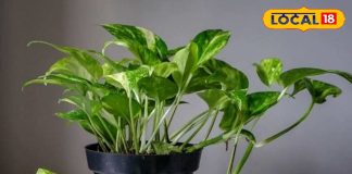 होली से पहले घर के दरवाजे पर लगा दे ये 5 पौधे, रातों-रात बदल सकती है आपकी किस्मत, जानें वास्तु शास्त्र में महत्व